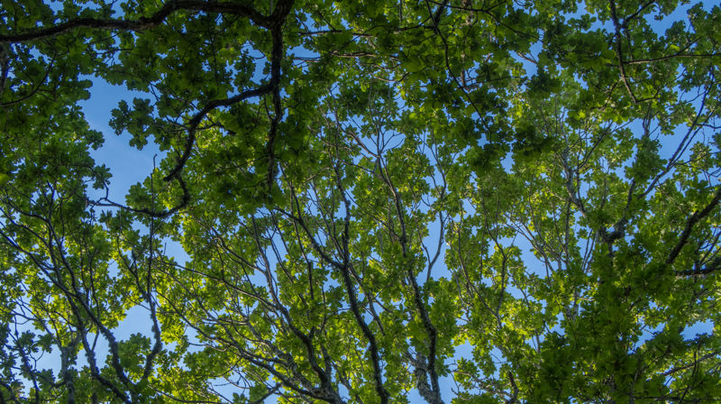 En gudstjeneste hver søndag – sammen gjennom sommeren
