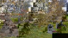 Vindfall på Agdenes kirkegård