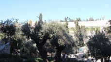 Trærne er nok ikke helt fra Jesu tid, men de står i Getsemane, hagen som Jesus gikk til etter påskemåltidet, og hvor han ble arrestert. I bakgrunnen ligger bymuren.