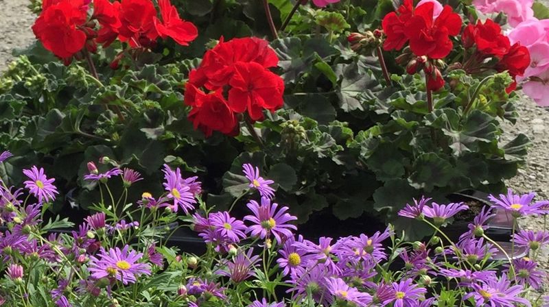 Plantedag på kirkegården