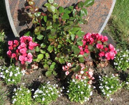 Salg av plantekasser