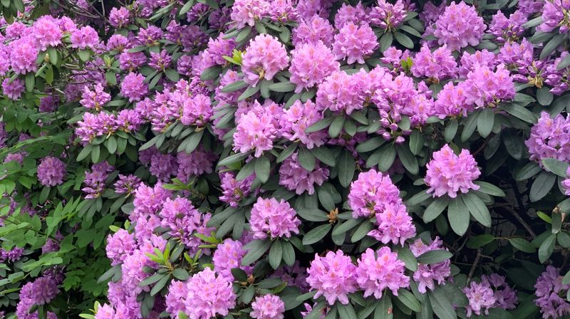 Kirken i Oslo hilser deg god sommer med blomstrende rhododendron utenfor hovedkontoret i Akersbakken.