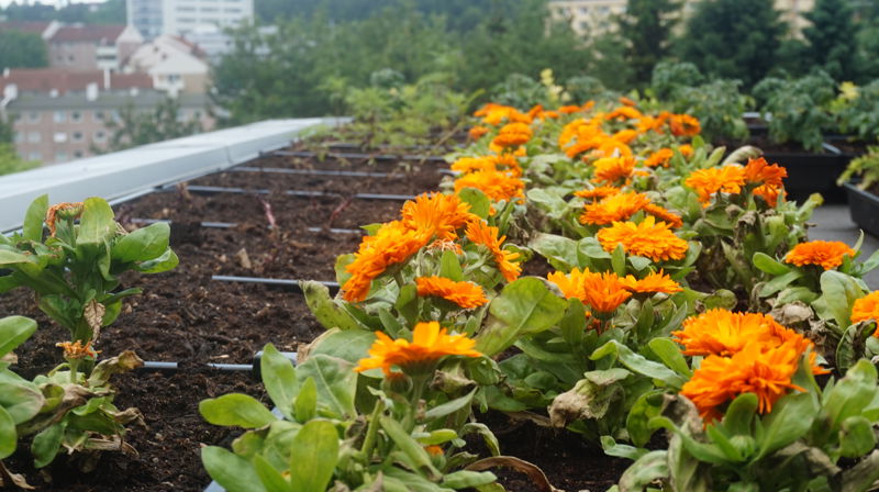 Det blomstrer på taket på Manglerud kirke.
