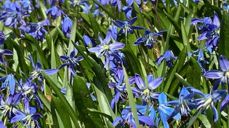 Fra vårblomstringen i Akersbakken.