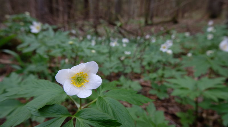 Gudstjeneste for kjærlighet til skaperverket 20.aug
