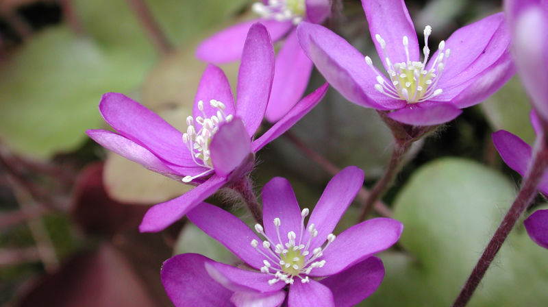 Årets Bygdøy Loppemarked en suksess.