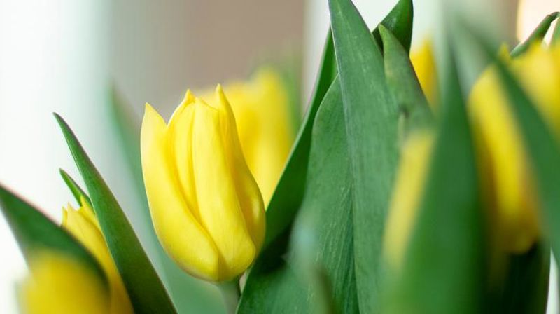 Menighetsbladet Vårt Nærmiljø påsken 2025