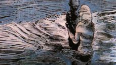 Collage av tresnitt og akvarell laget av vår egen Marianne Gihle.