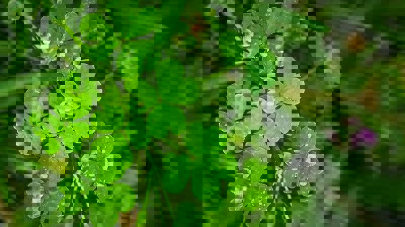 Foto Jeon Sang-O /Pixabay