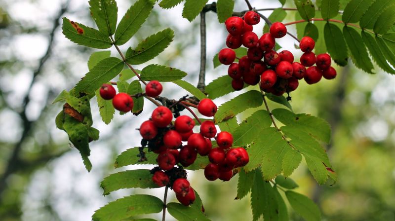 Samtalegruppe i samarbeid med seniorsenteret