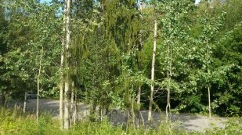 En synlig kirke? Bli med på trefelling!