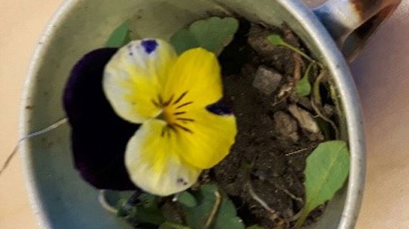 En liten hilsen fra Stovnerskogen i disse tider