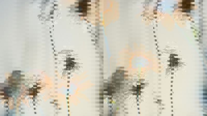 Bilde av Jessica Lewis fra Pexels