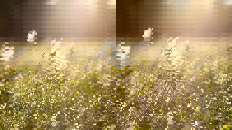 Skjærtorsdag en påsebetrakninger av Elin Lunde