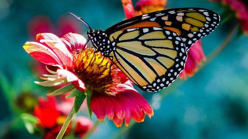 «Dets glans går opp som aks i vang..» N.F.S. Grundtvig