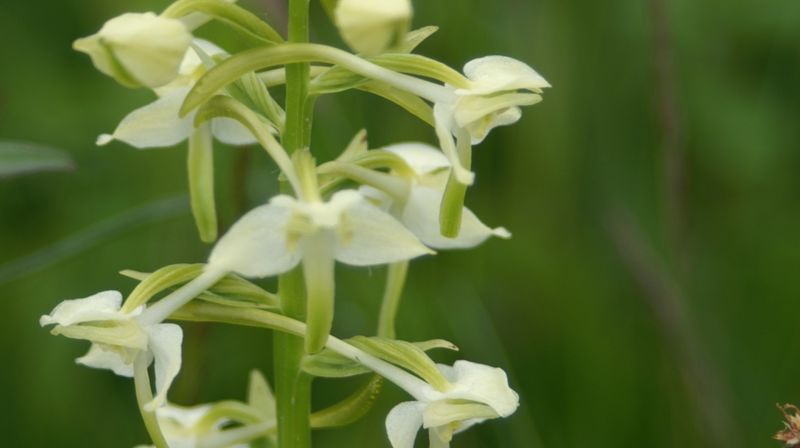 Villblomstens dag i Maridalen