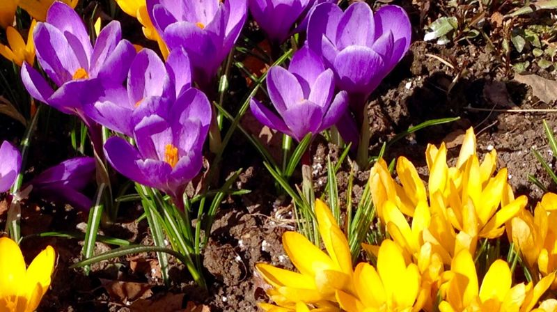 Søndagsskolen - Jungelgjengen