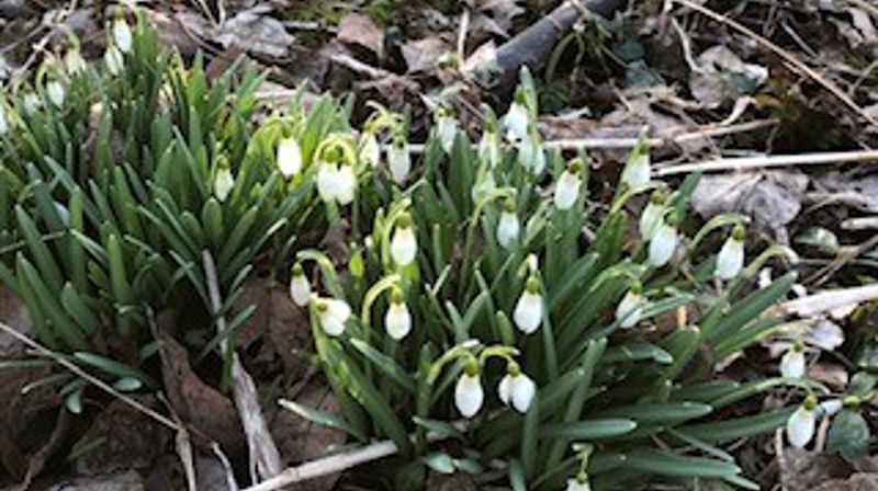 Påskenummeret til Menighetsbladet