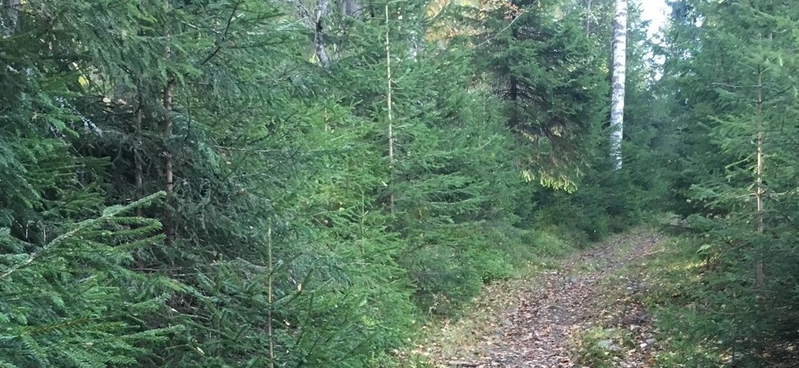 "Veien" Foto: Svanhild Enstad