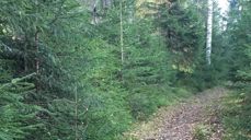 "Veien" Foto: Svanhild Enstad