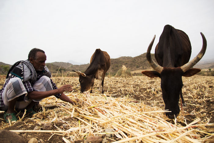 Til tross for tapet av årets Teff-avling, forbereder Dagne jorda hans på regnet han håper kommer. Foto: Hilina Abebe/Kirkens Nødhjelp.