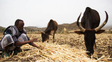 Til tross for tapet av årets Teff-avling, forbereder Dagne jorda hans på regnet han håper kommer. Foto: Hilina Abebe/Kirkens Nødhjelp.