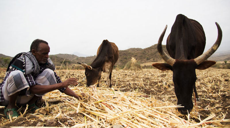 Til tross for tapet av årets Teff-avling, forbereder Dagne jorda hans på regnet han håper kommer. Foto: Hilina Abebe/Kirkens Nødhjelp.