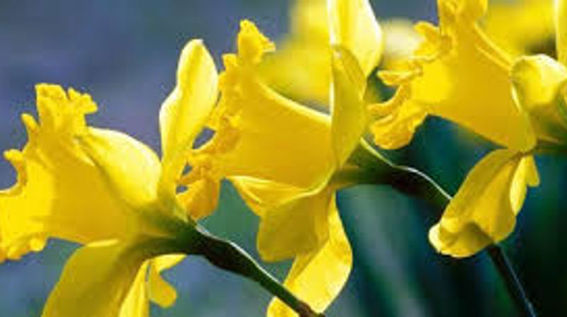 Påskesang i Sørkedalen