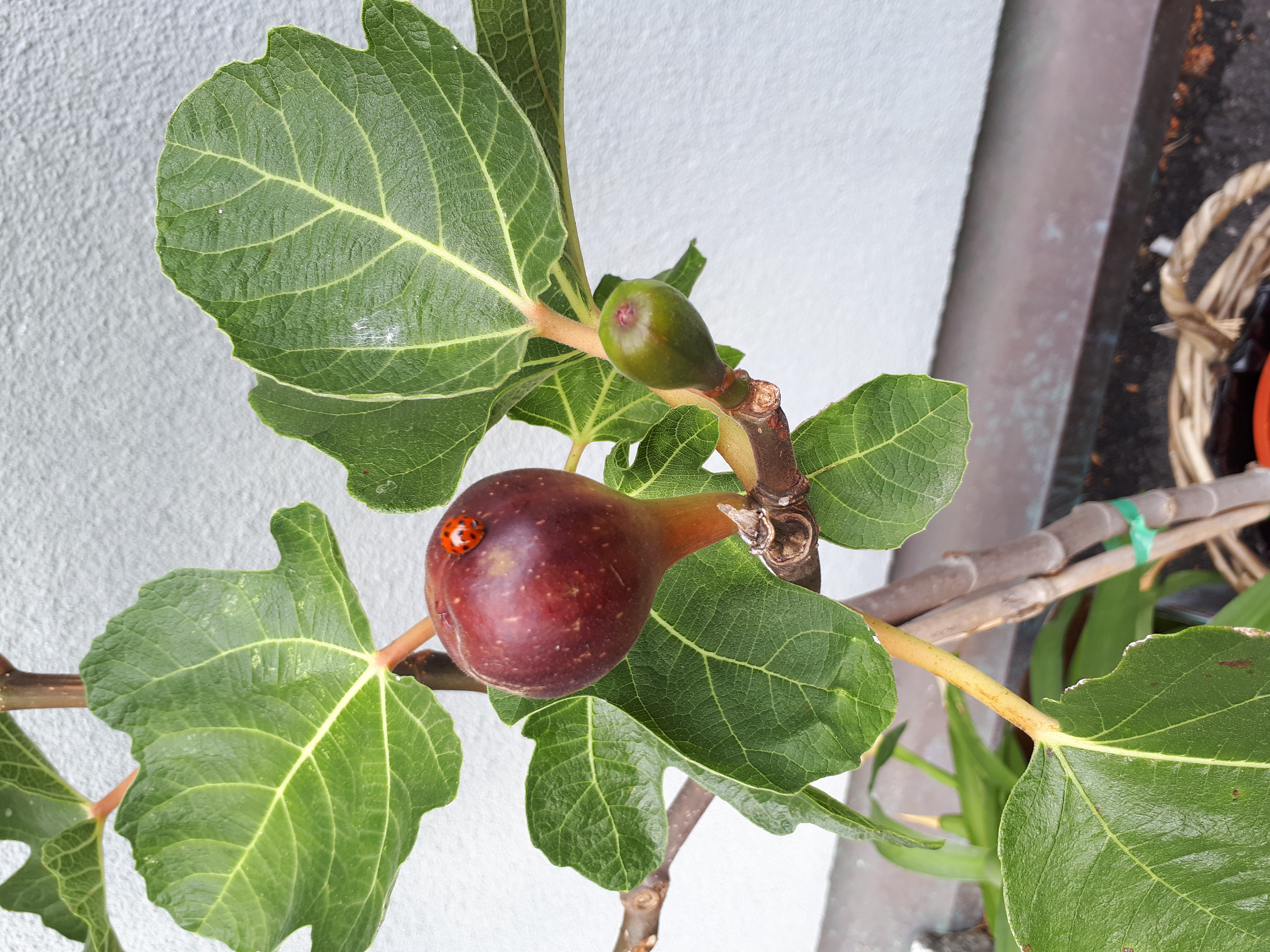 Åpen lunsj i Ila kirke