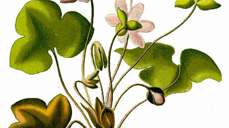 Fire kor på vårsanggudstjeneste i Sagene kirke