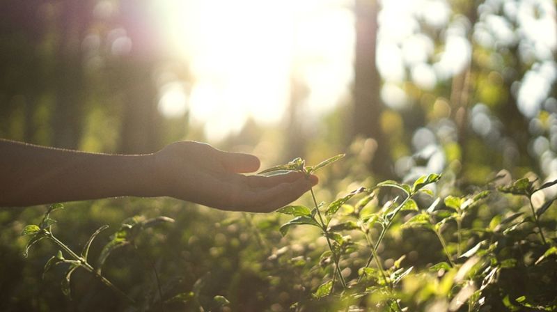 En barnehånd som holder forsiktig i tuppen av en grønn gren