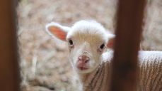 Bæ! Kom og finn meg! Foto: Unsplash