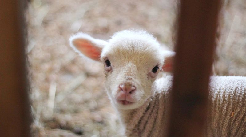 Bæ! Kom og finn meg! Foto: Unsplash