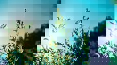 Vi feirer sommeren med mini-musikal. Foto: Unsplash