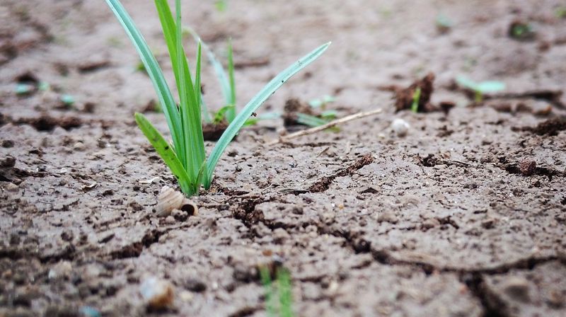 2. juledag - Stefanusdagen