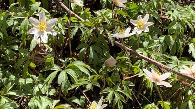 4. søndag i påsketiden