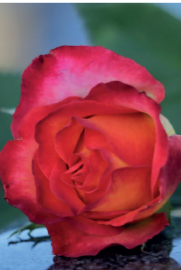 Er sorgen tung å bære?