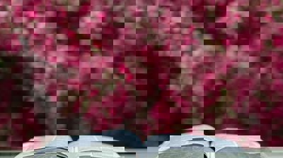 en bok ligger oppslått på et bord, bak er det mange rosa blomster på en busk