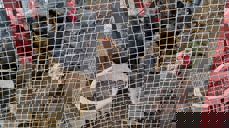 Sjøv hønene mine har portforbud, dei slit med fugleinfluensaen. Foto Eli Vatn.