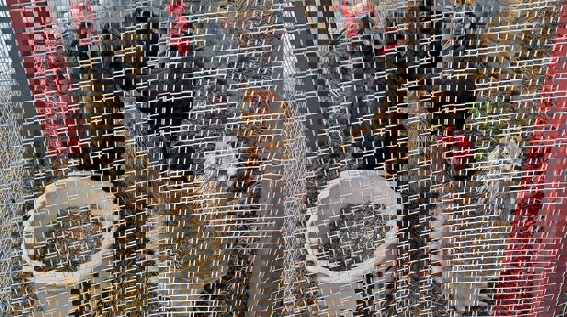 Sjøv hønene mine har portforbud, dei slit med fugleinfluensaen. Foto Eli Vatn.