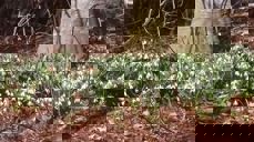 Snøklokkearven slik han ser ut etter at mor mi sette ned snøklokker i hagen for ein mannsalder sidan. Foto Eli Vatn.