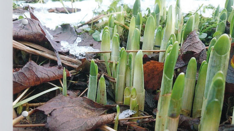 Menighetsblad nr 2, 2018