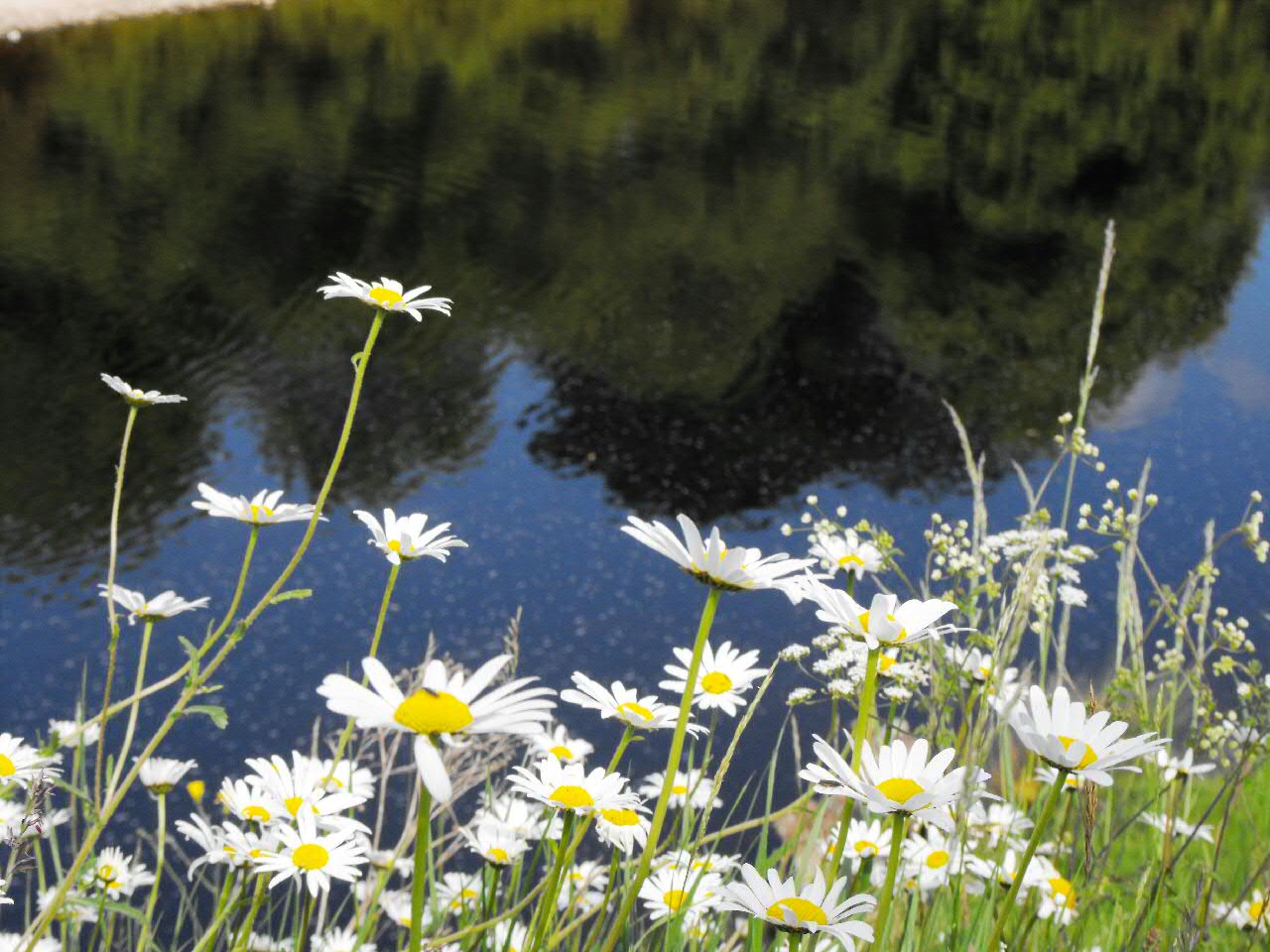 Våre grønne menigheter
