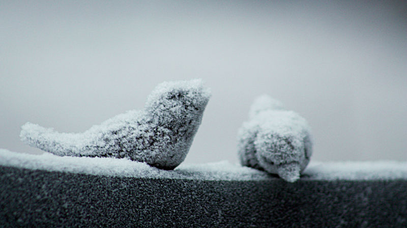 Vi minnes våre døde