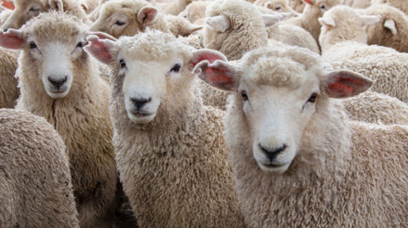 ”Sauer er ålreite dyr ...”