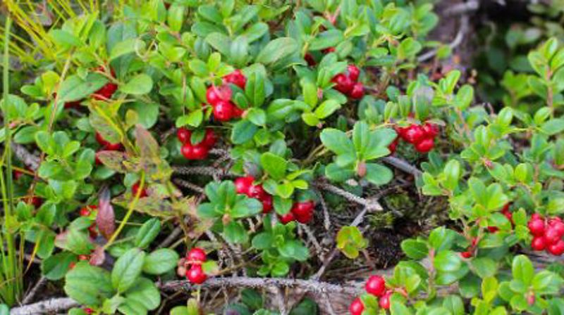 Stølsmesser i Holsen og Haukedalen