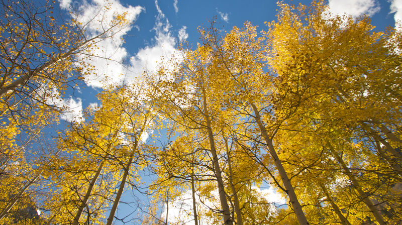 Samtalegruppe ved dødsfall og tap