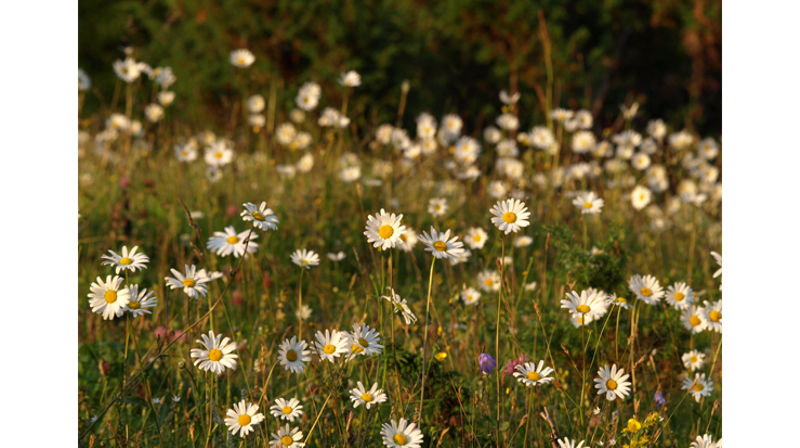 Sommerens gudstjenester