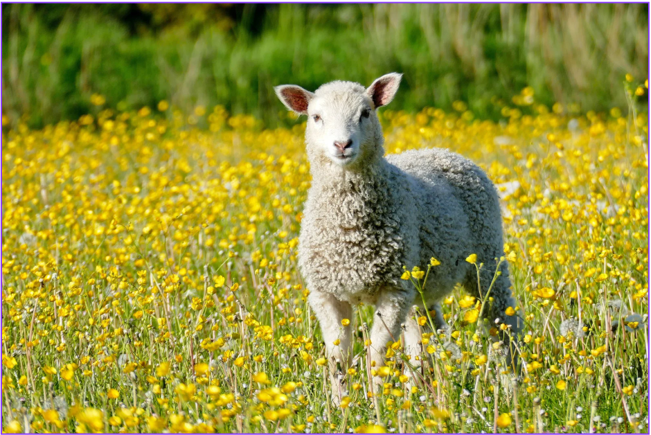 Krøllekveld! Torsdag 7. mai kl. 17 - 18 ønsker vi velkommen til alle barn født i 2023, sammen med en voksen og et kosedyr.
