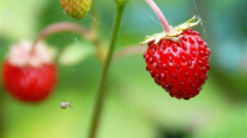 Sommerlukking for menighetskontoret